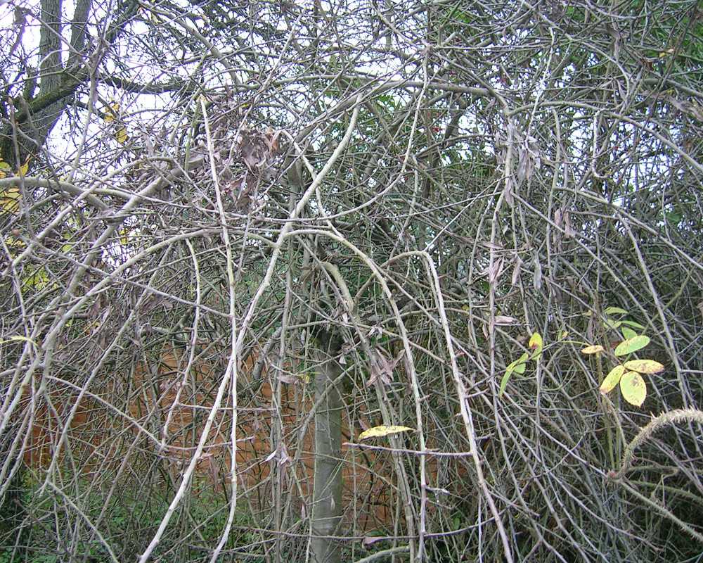 Pyrus salicifolia, managing the tree crown #2