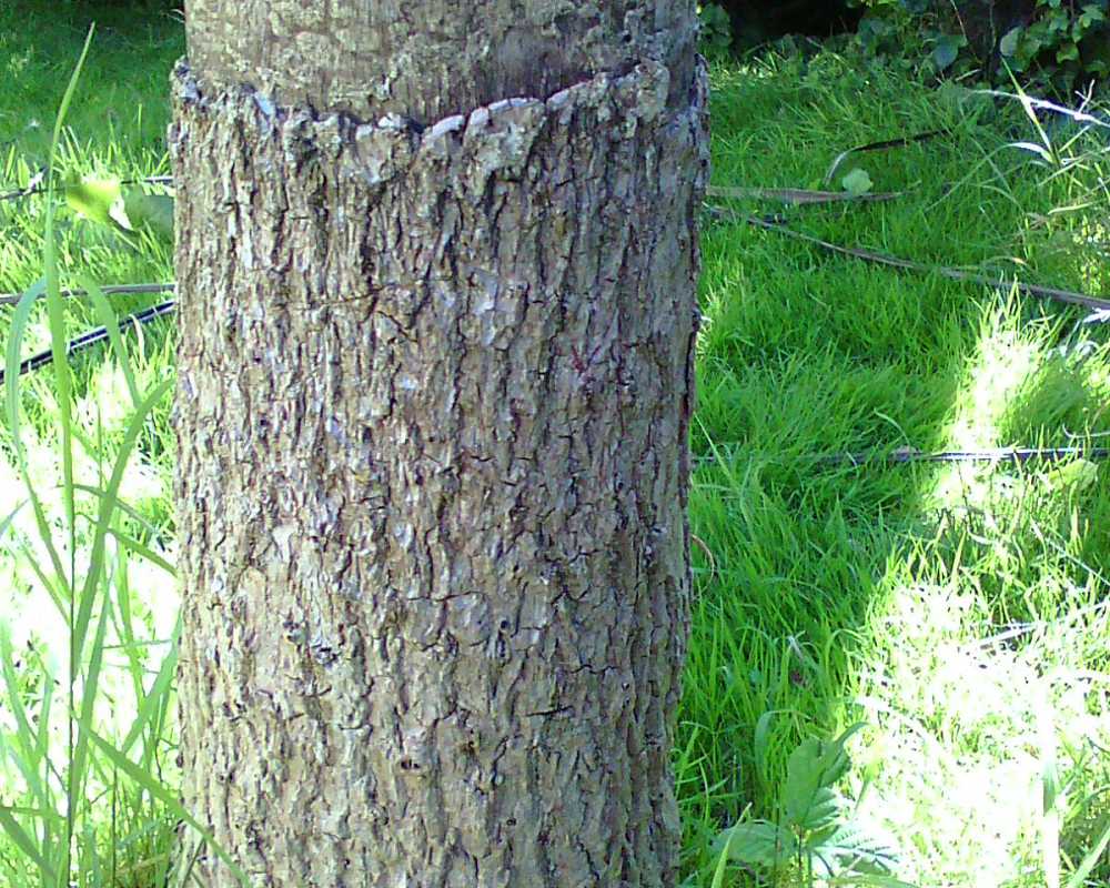 Striming Cannot Kill a Cordyline