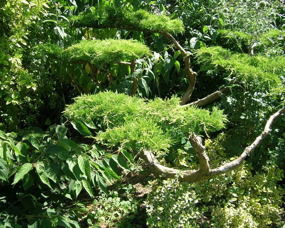 Cloud shaping of an old Juniperus