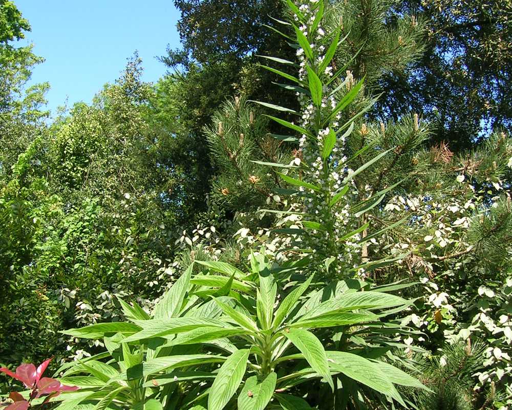 A year later the Echium is bearing a single flower