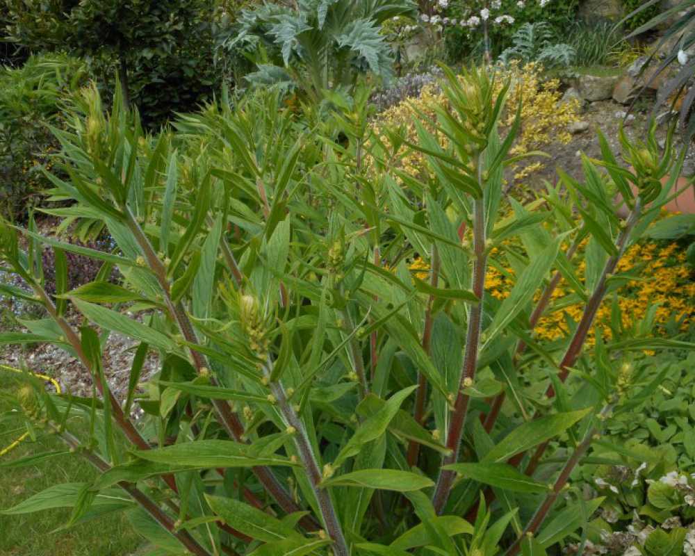 Different outcome in a Ventnor garden on the Isle of Wight