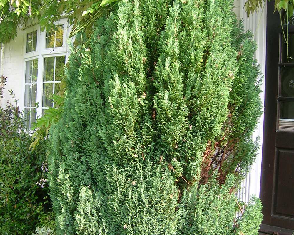A Juniperus got too wide #1