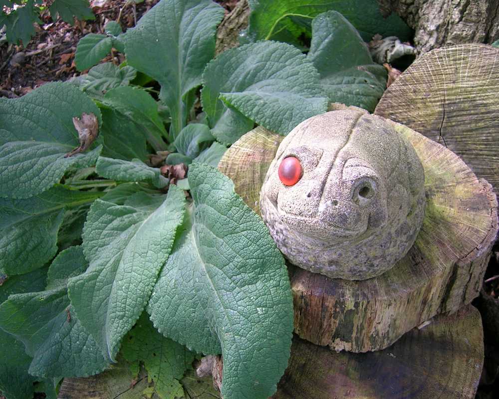 Disarming encounter near a tree stump