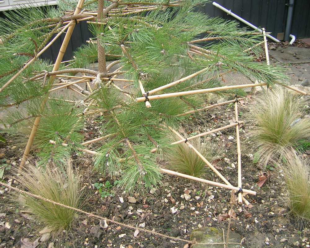 Preparing a Pinus Nigra for Cloud Formation