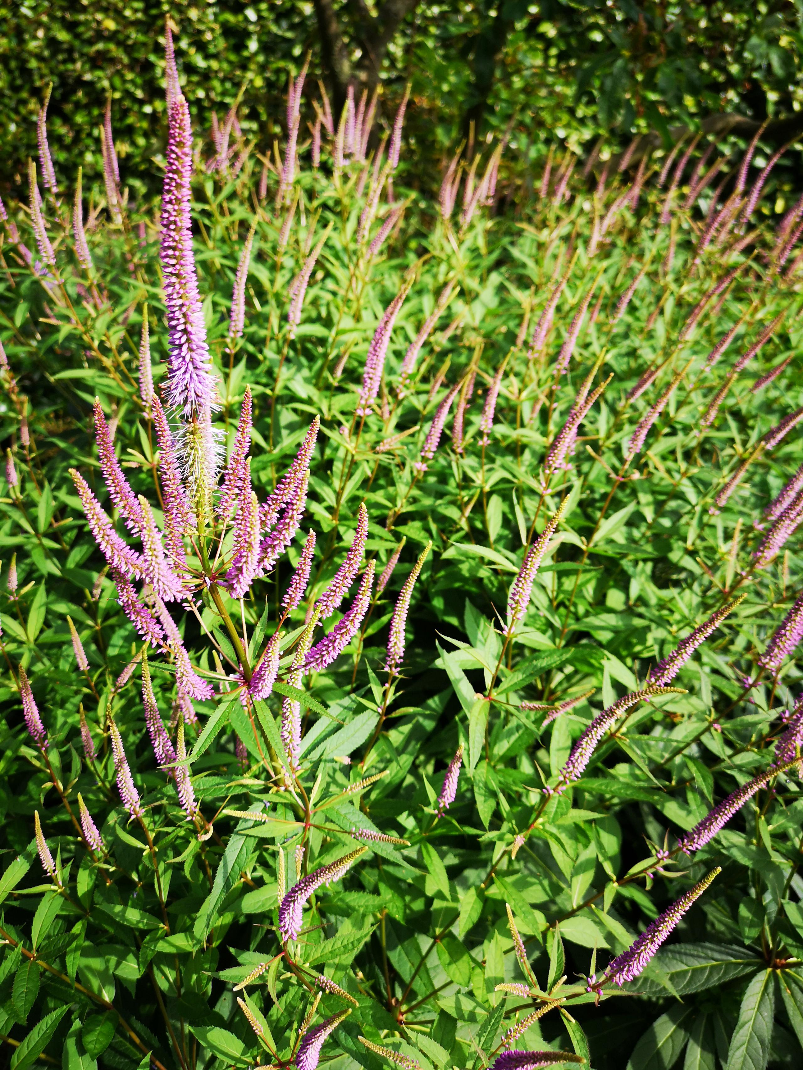 The Chelsea Chop Create more flowers for the summer Vertopia Gardens