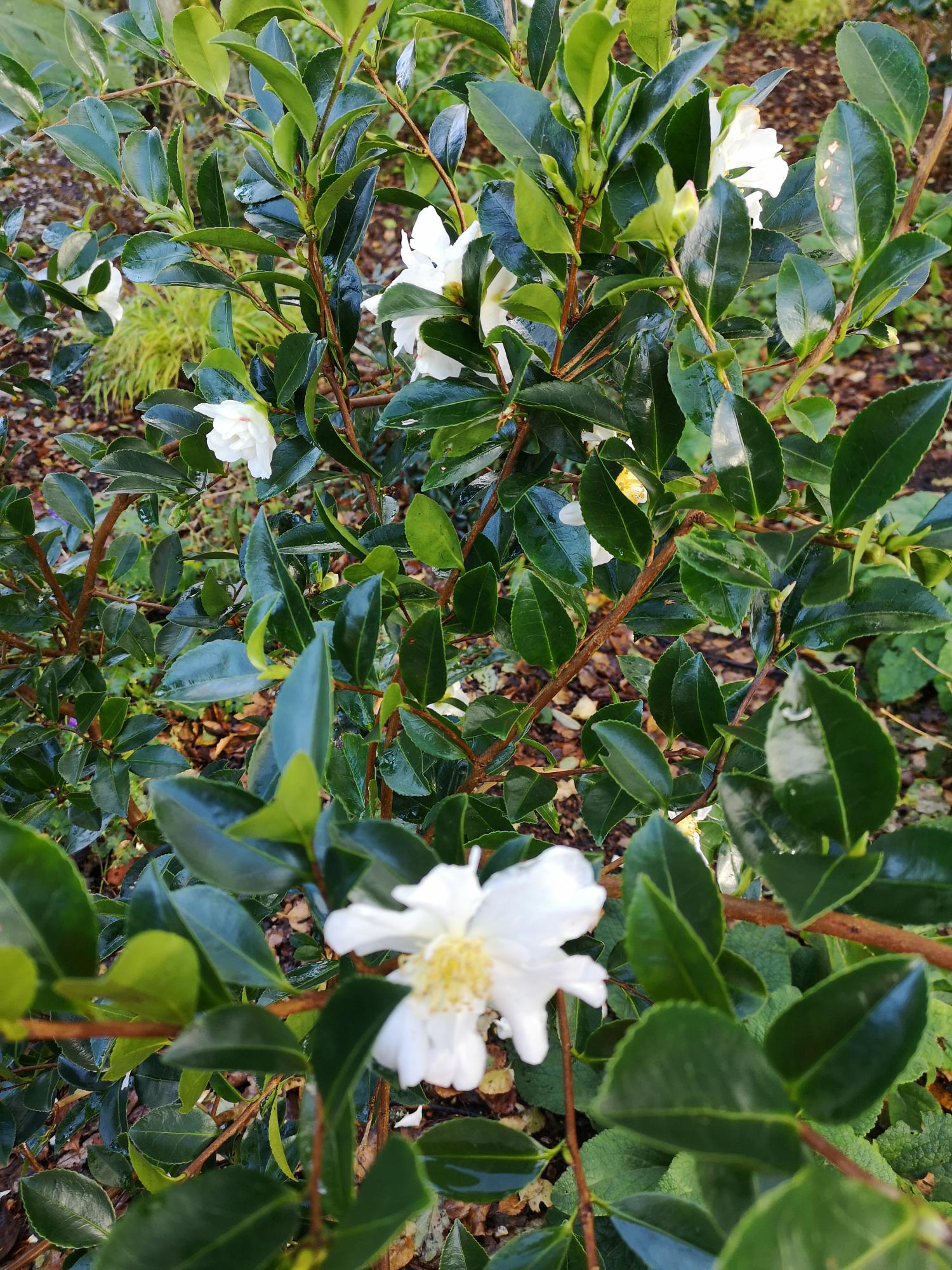 Camellia sasanqua narcissiflora