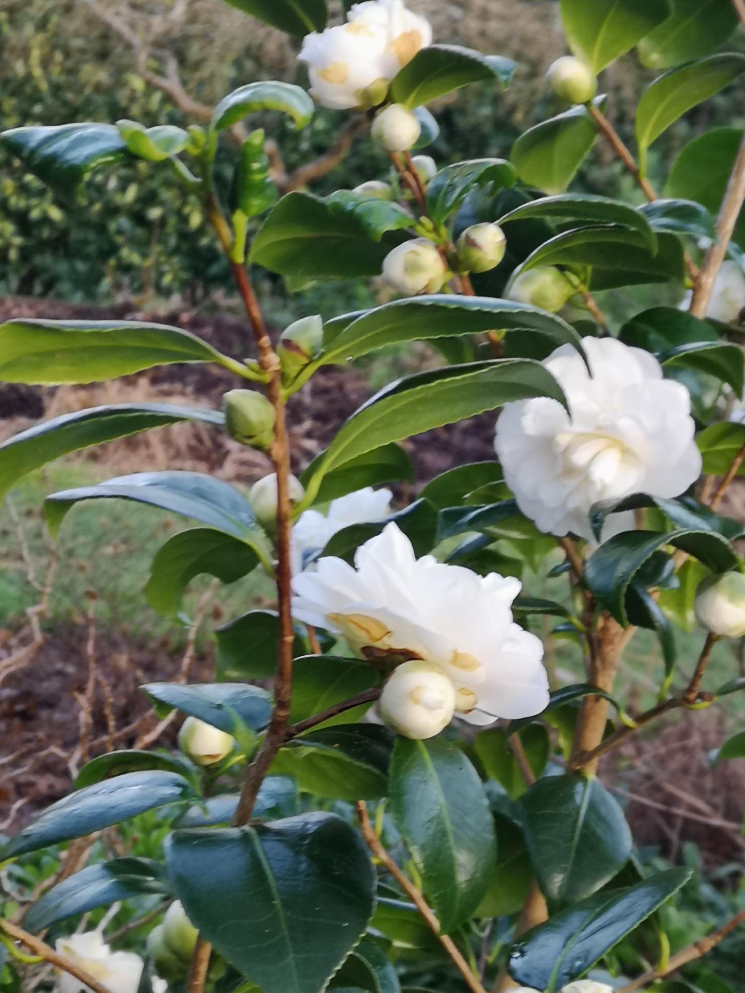 Camellia japonica Nobilissima