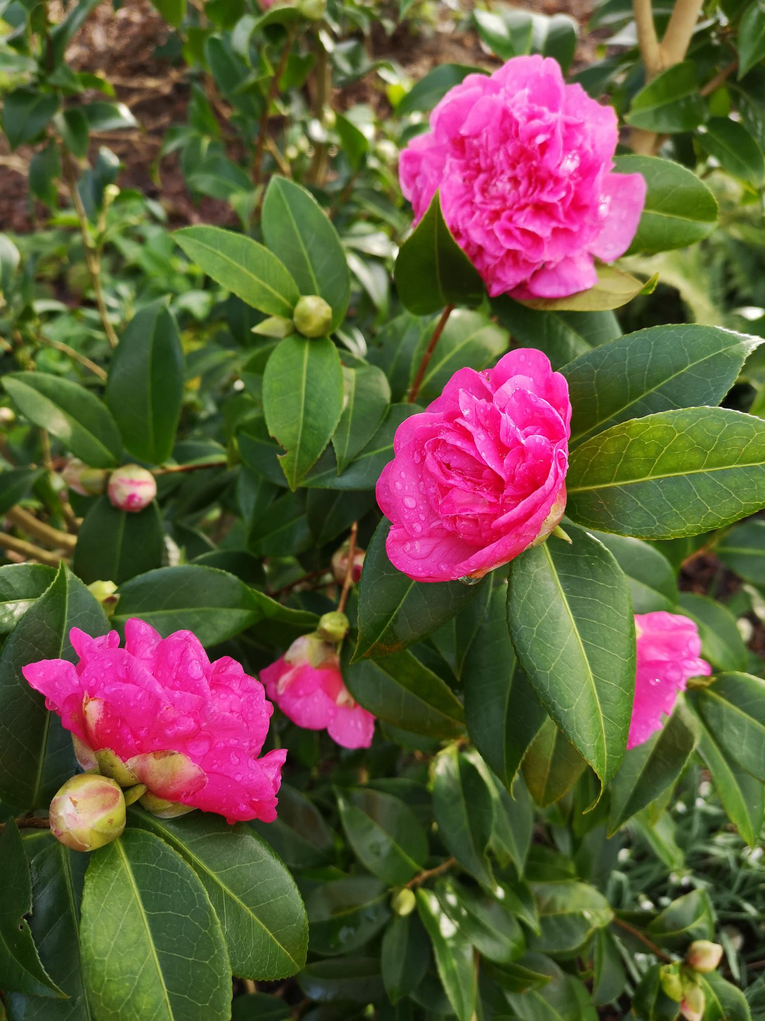 Camellia X williamsii Debbie