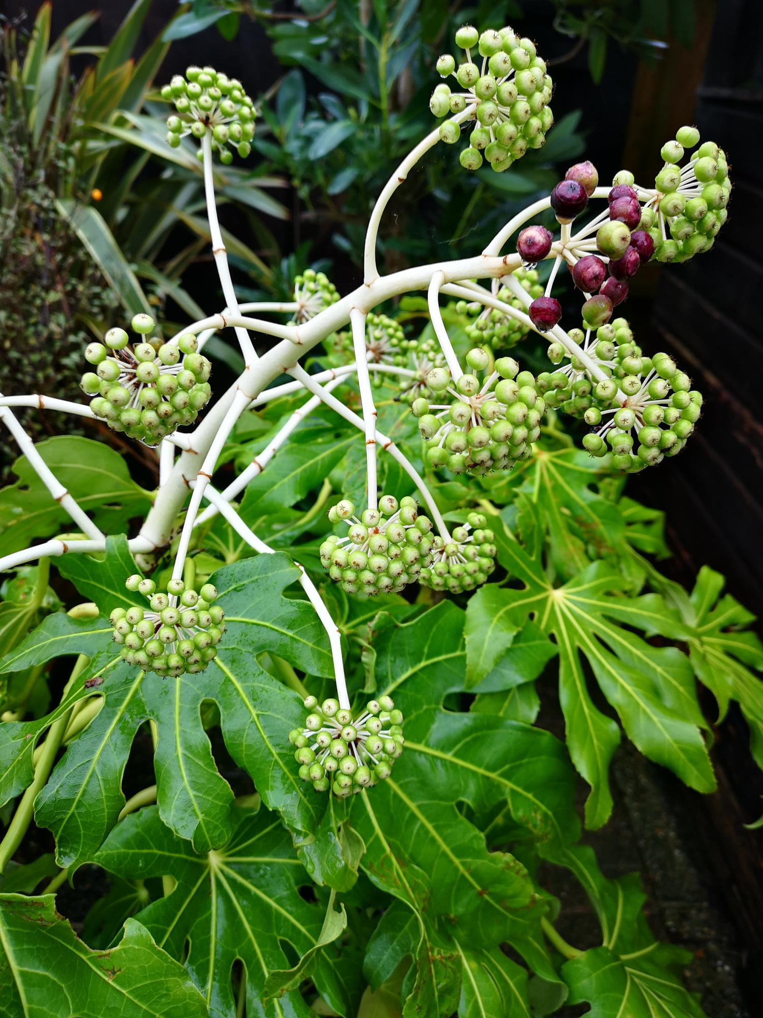 Fatsia japonica