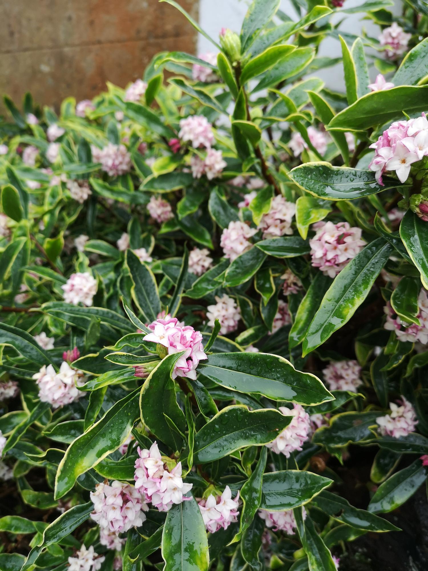 Daphne odora aureomarginata