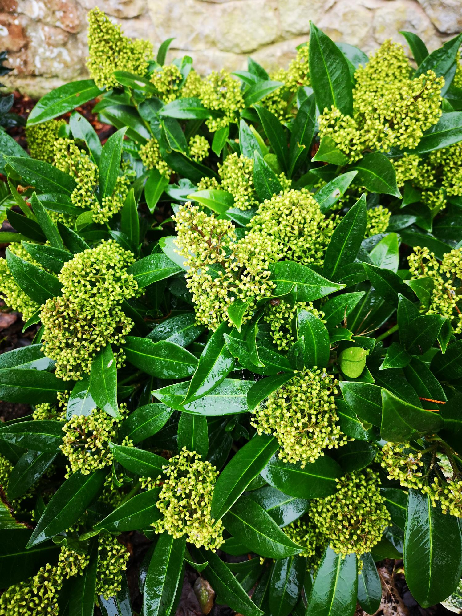 Skimmia confusa Kew Green