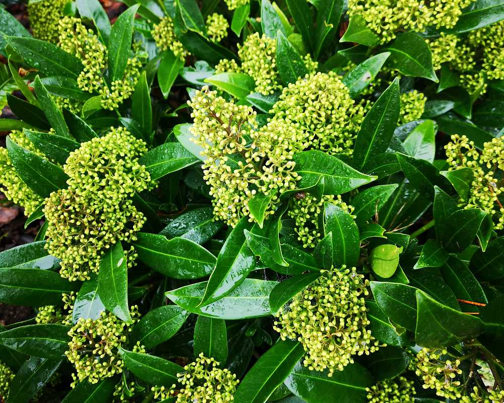 Skimmia confusa Kew Green