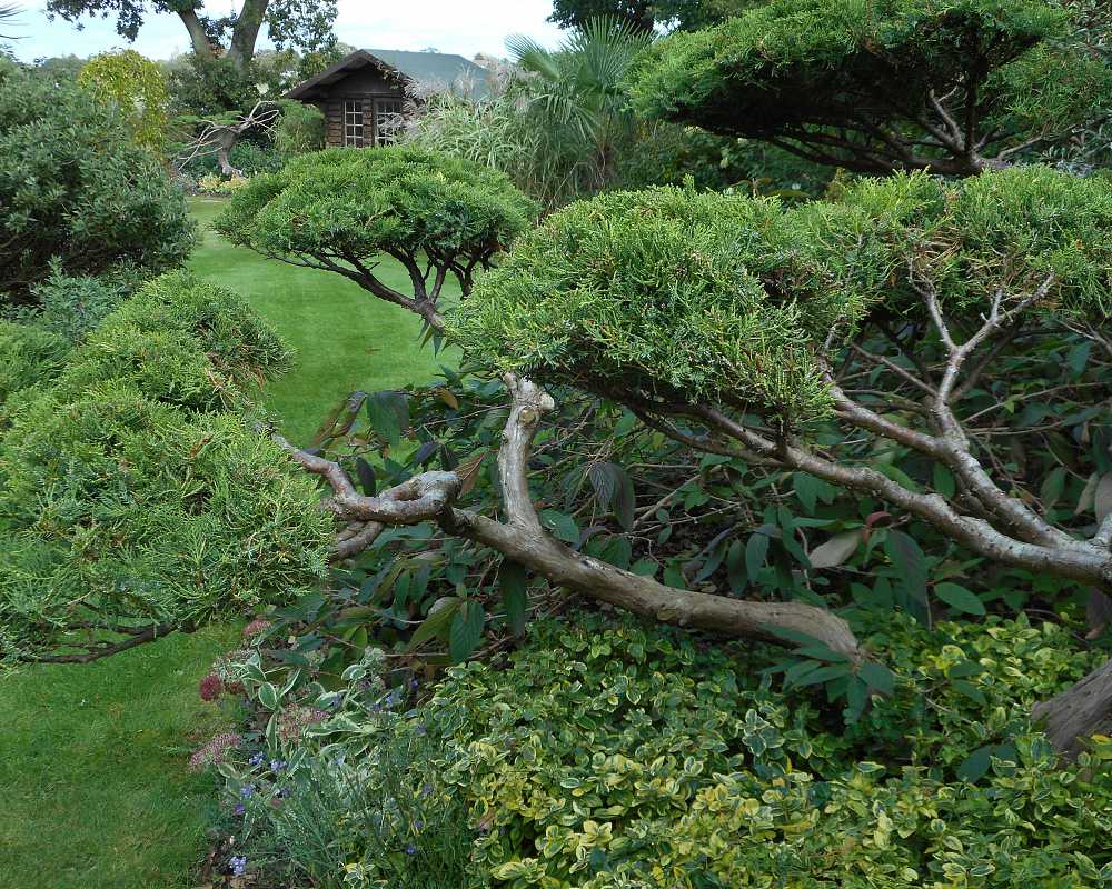 Niwaki Cloud Pruning #7