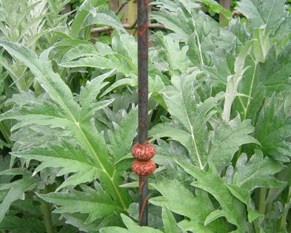 Plant Supports by Supports 4 Plants #5