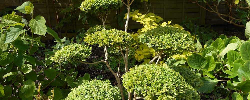 Cloud Pruning