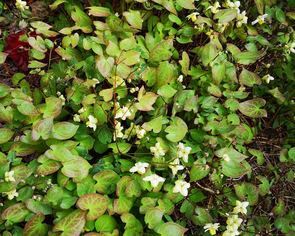 Epimedium,  be ruthless #1