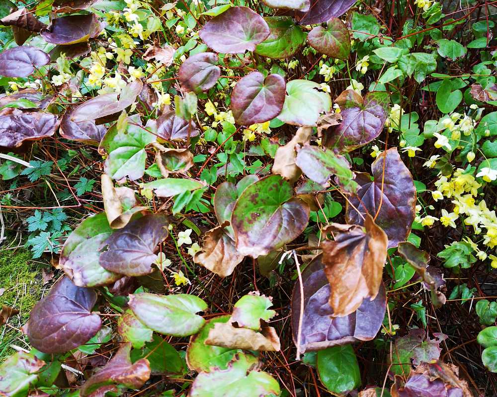 Epimedium,  be ruthless #2