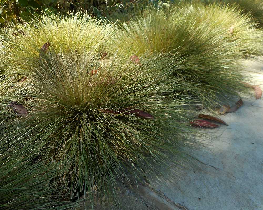 Carex Grasses #1