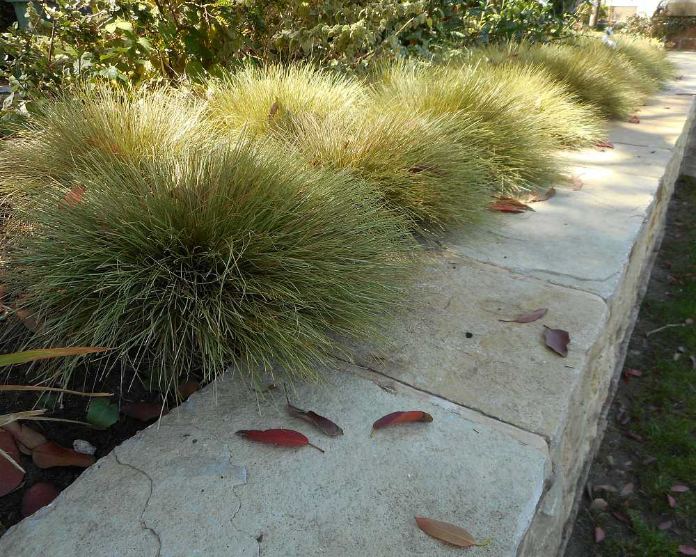 Carex Grasses #2