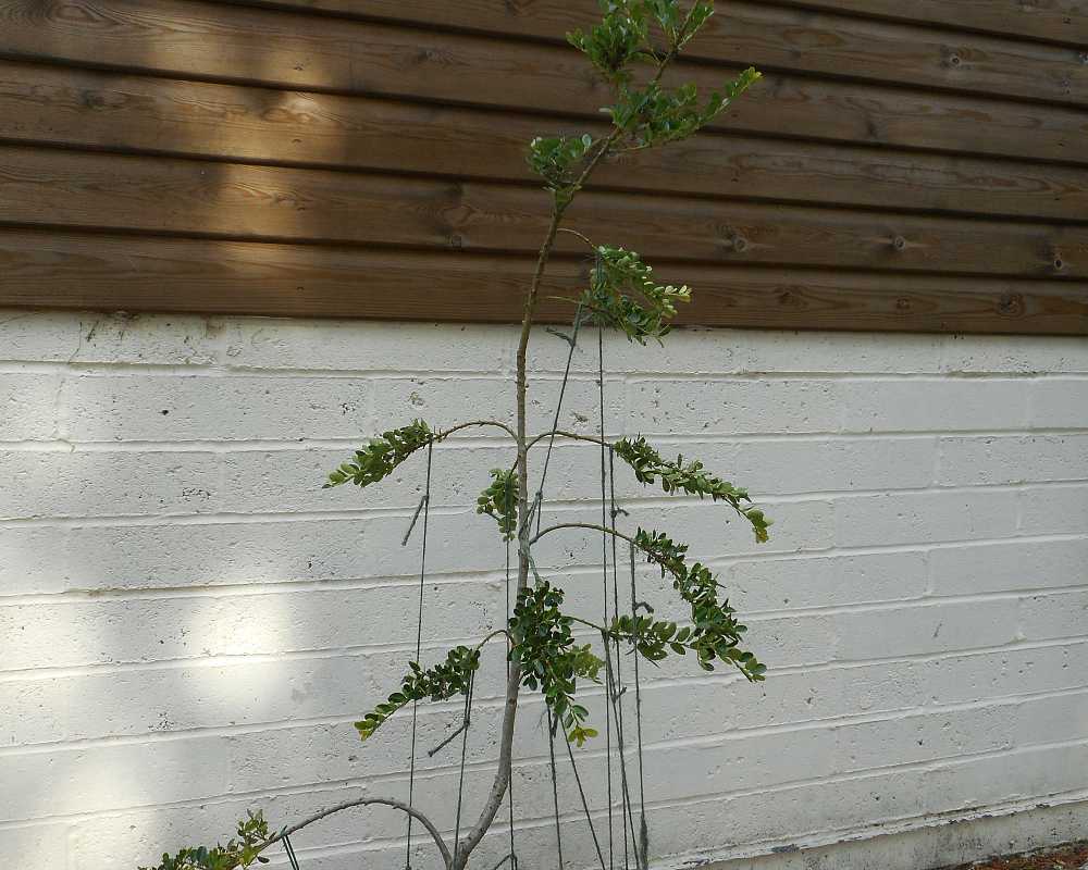 Ilex Crenata Cloud Pruning #1