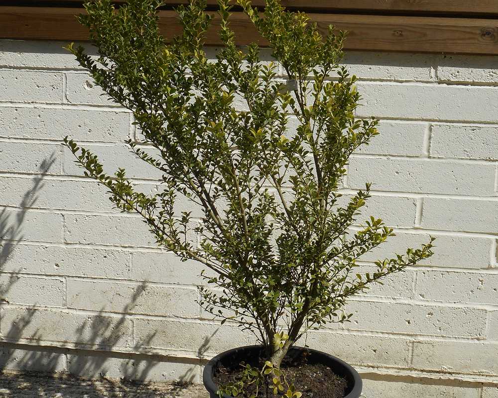 Ilex Crenata Cloud Pruning #2