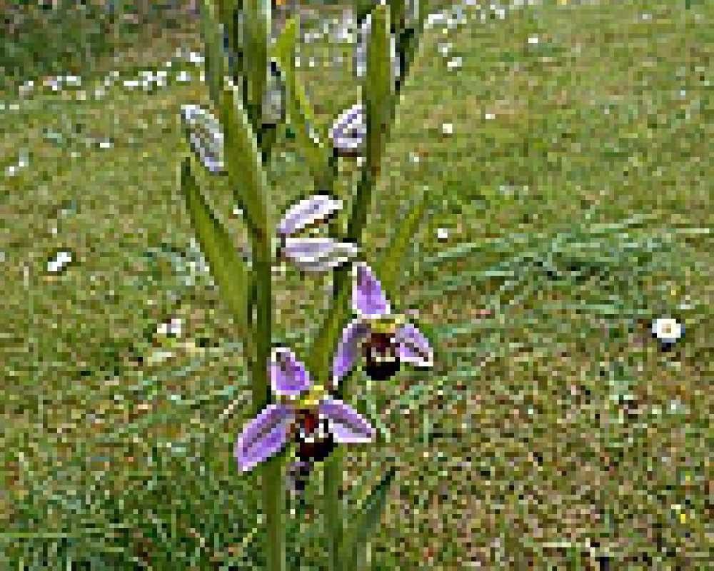 Bee Orchid in Untreated Lawn