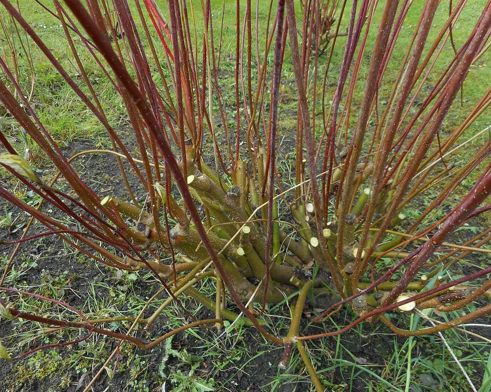 Cornus Alba #1