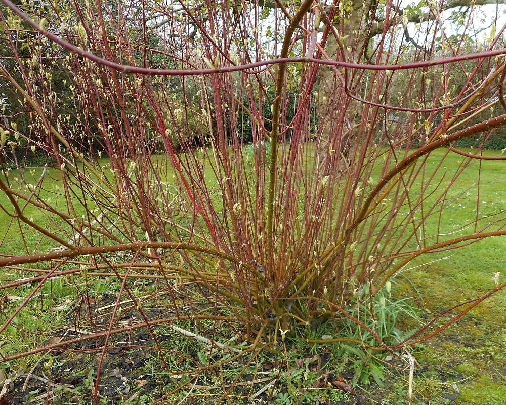 Cornus Alba #2