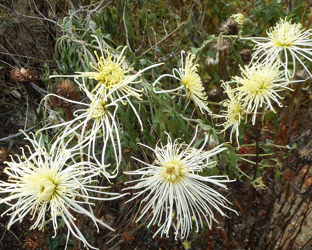 Chrysanthemum Mount Fuji