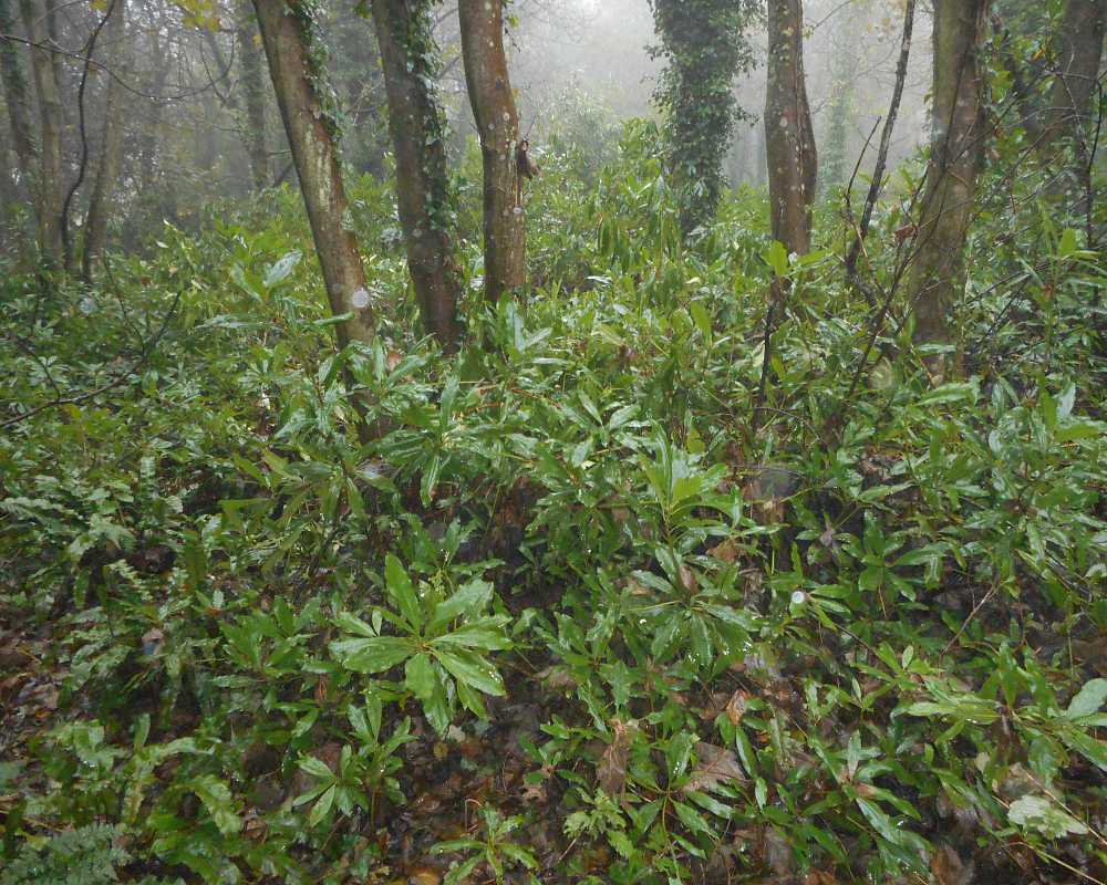 Rhododendron Ponticum #2