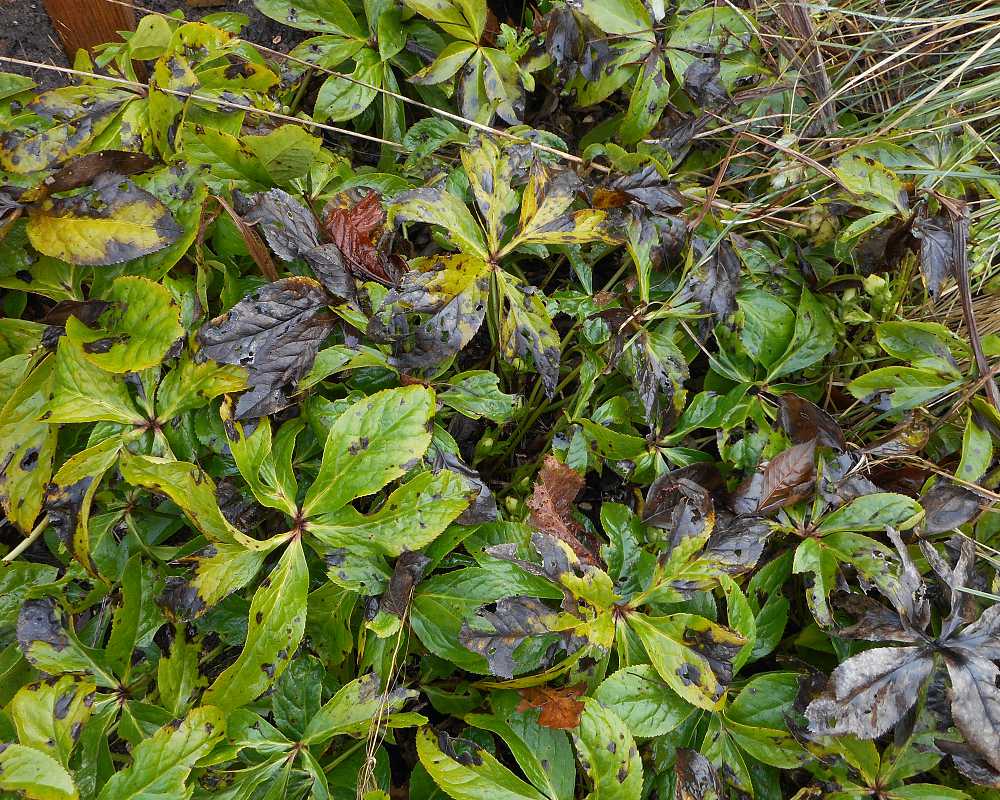 Enjoying Hellebores #1