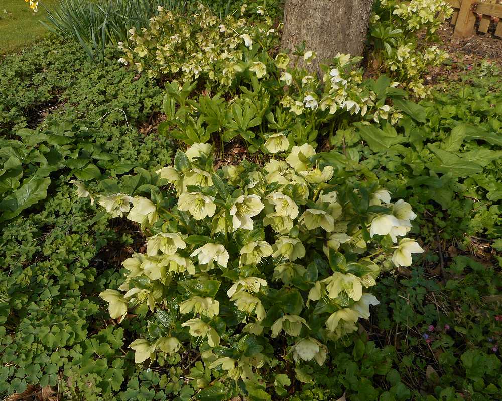 Enjoying Hellebores #2