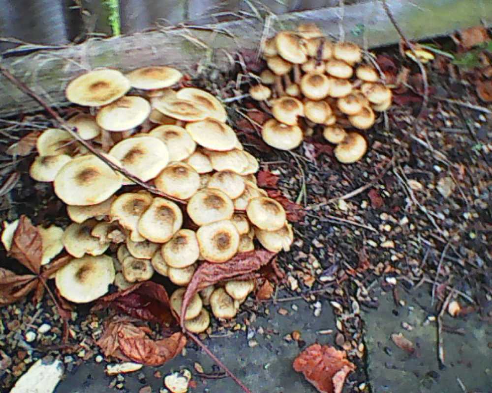 Honey fungus outbreak