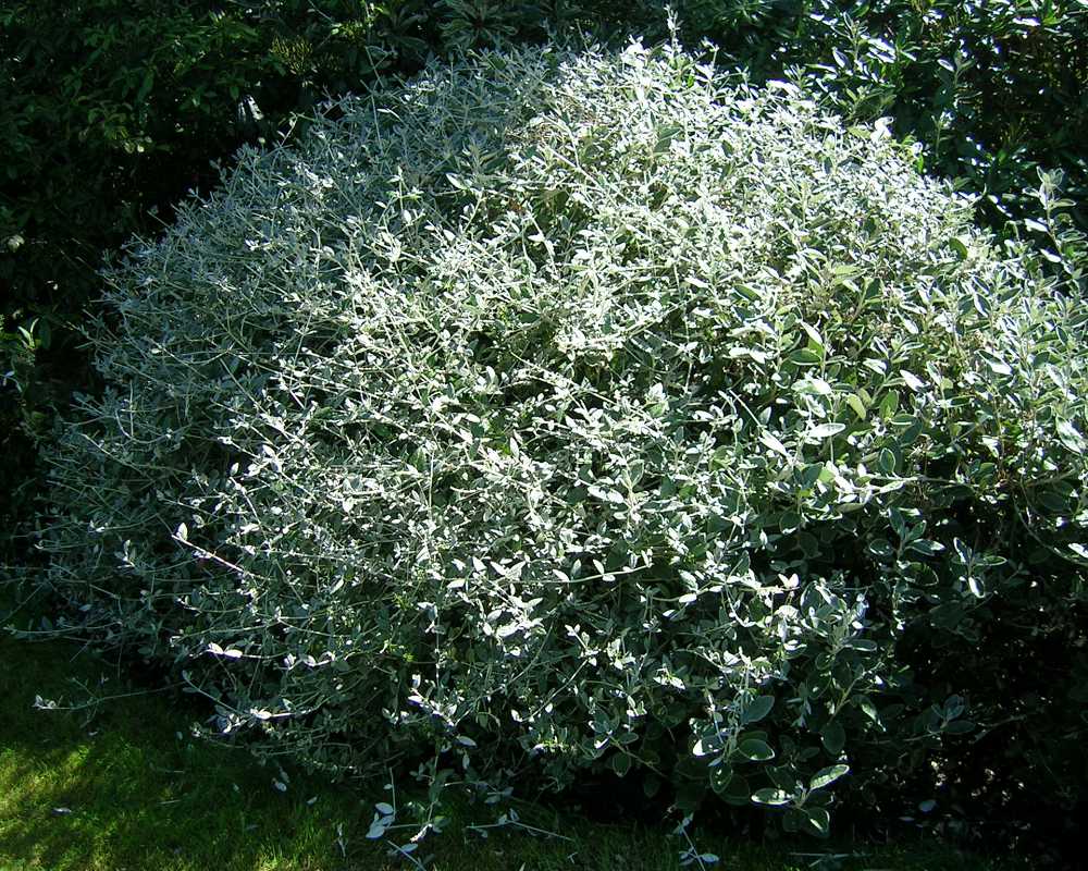 Evergreen shrubs early Autumn pruning