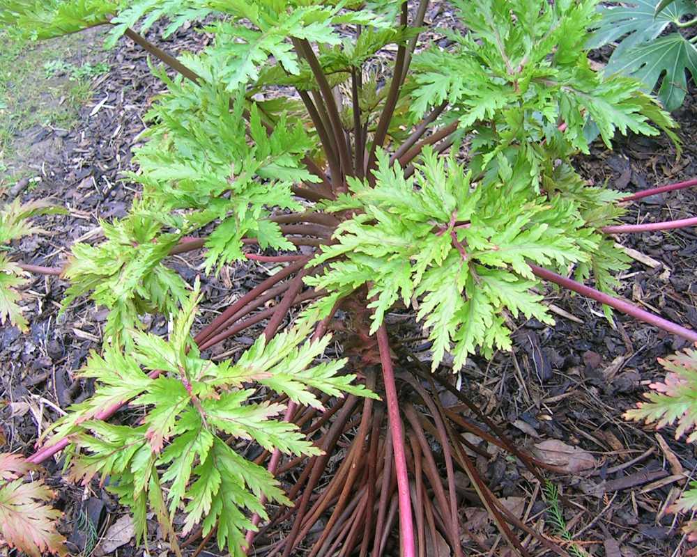 Geranium maderense, sitting pretty