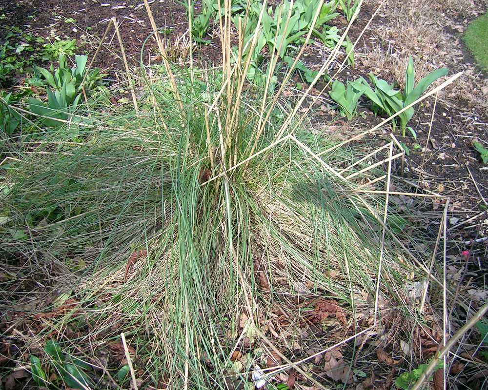 After winter grasses generally look quite unsightly